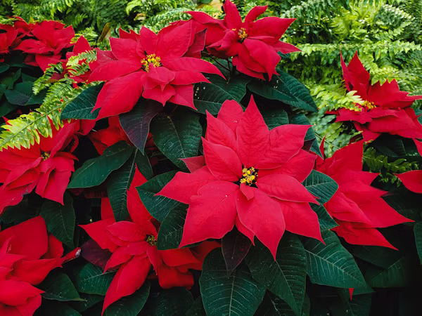 ΠΟΪΝΣΕΤΙΑ – Euphorbia pulcherrima - 2